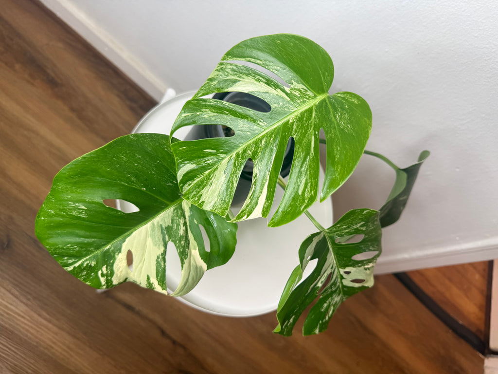 Monstera Albo High Variegated