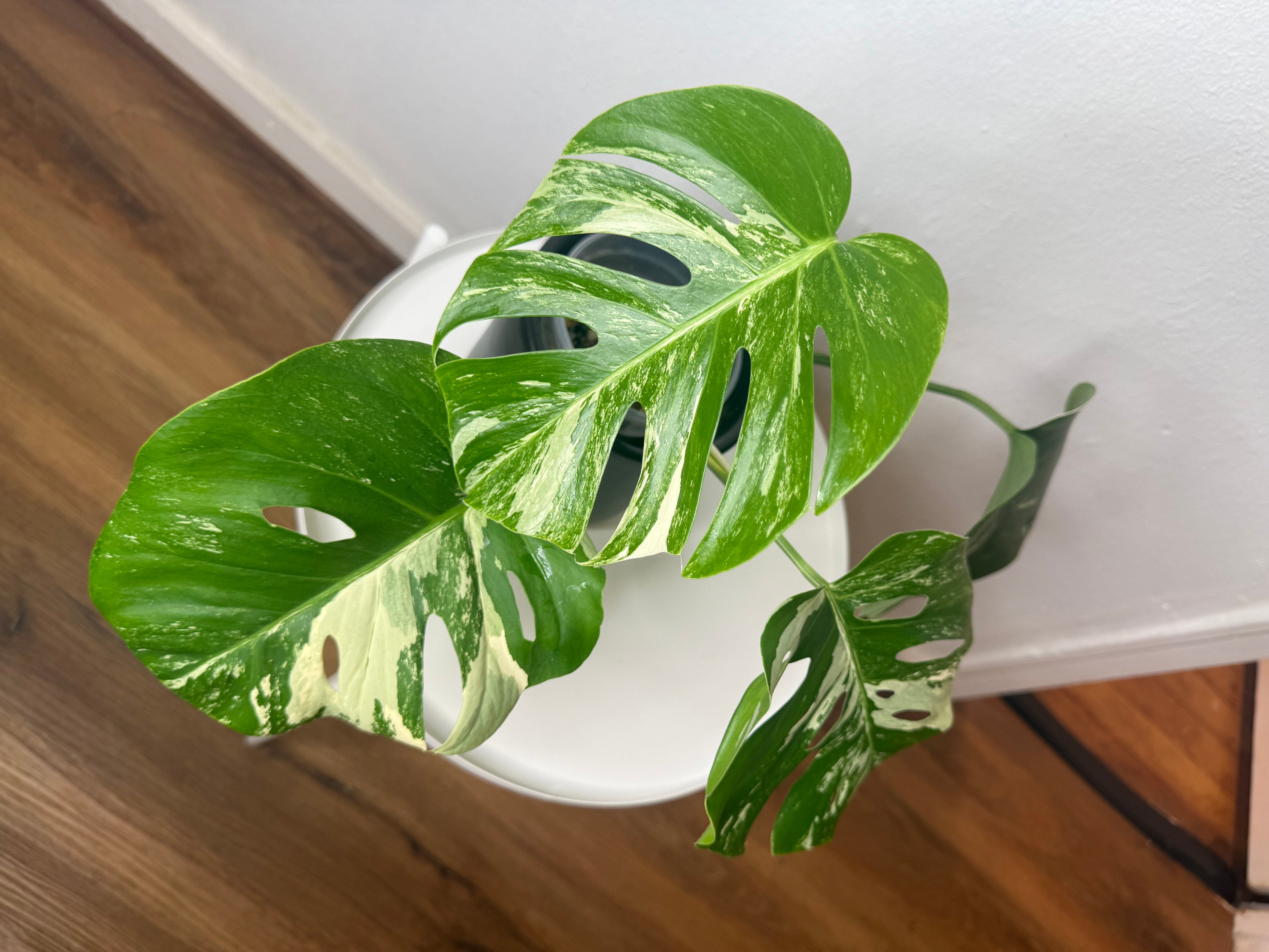 Monstera Albo High Variegated