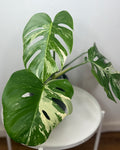 Monstera Albo High Variegated