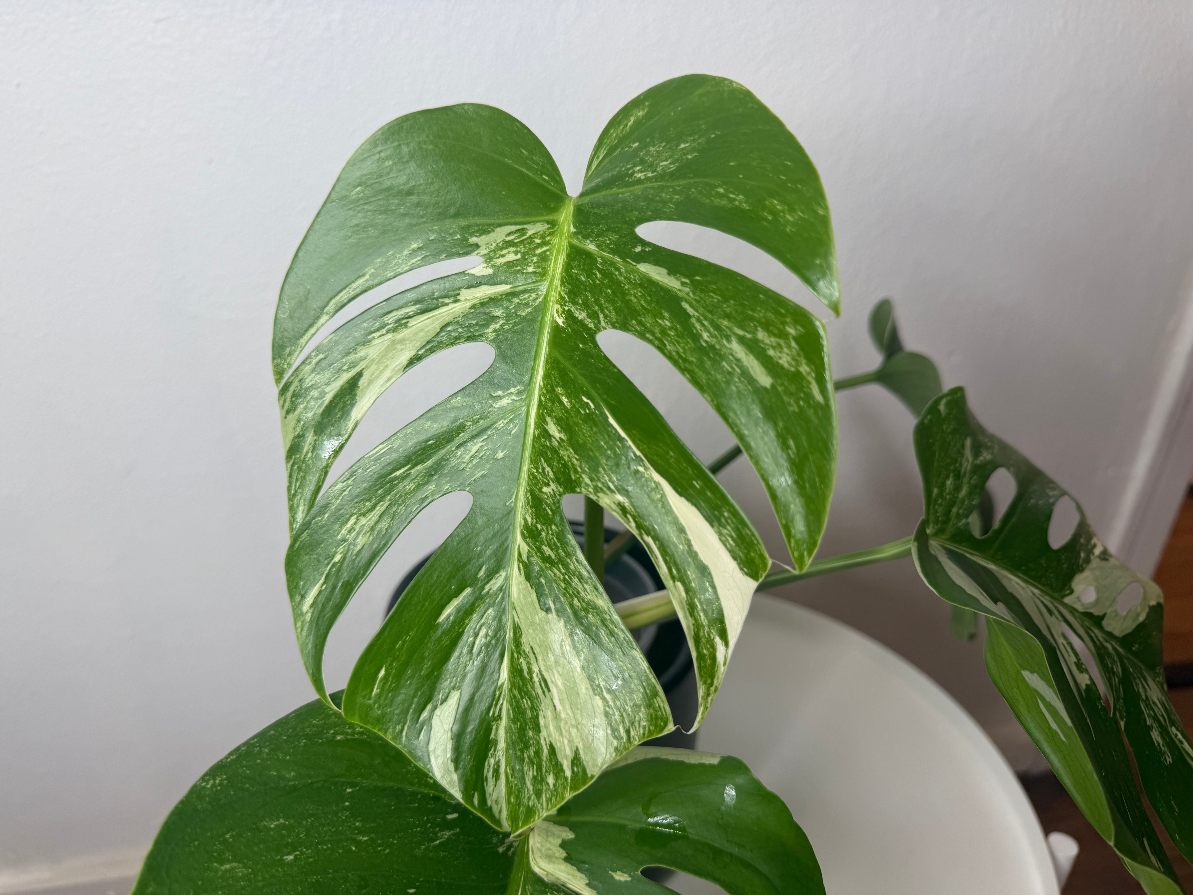 Monstera Albo High Variegated