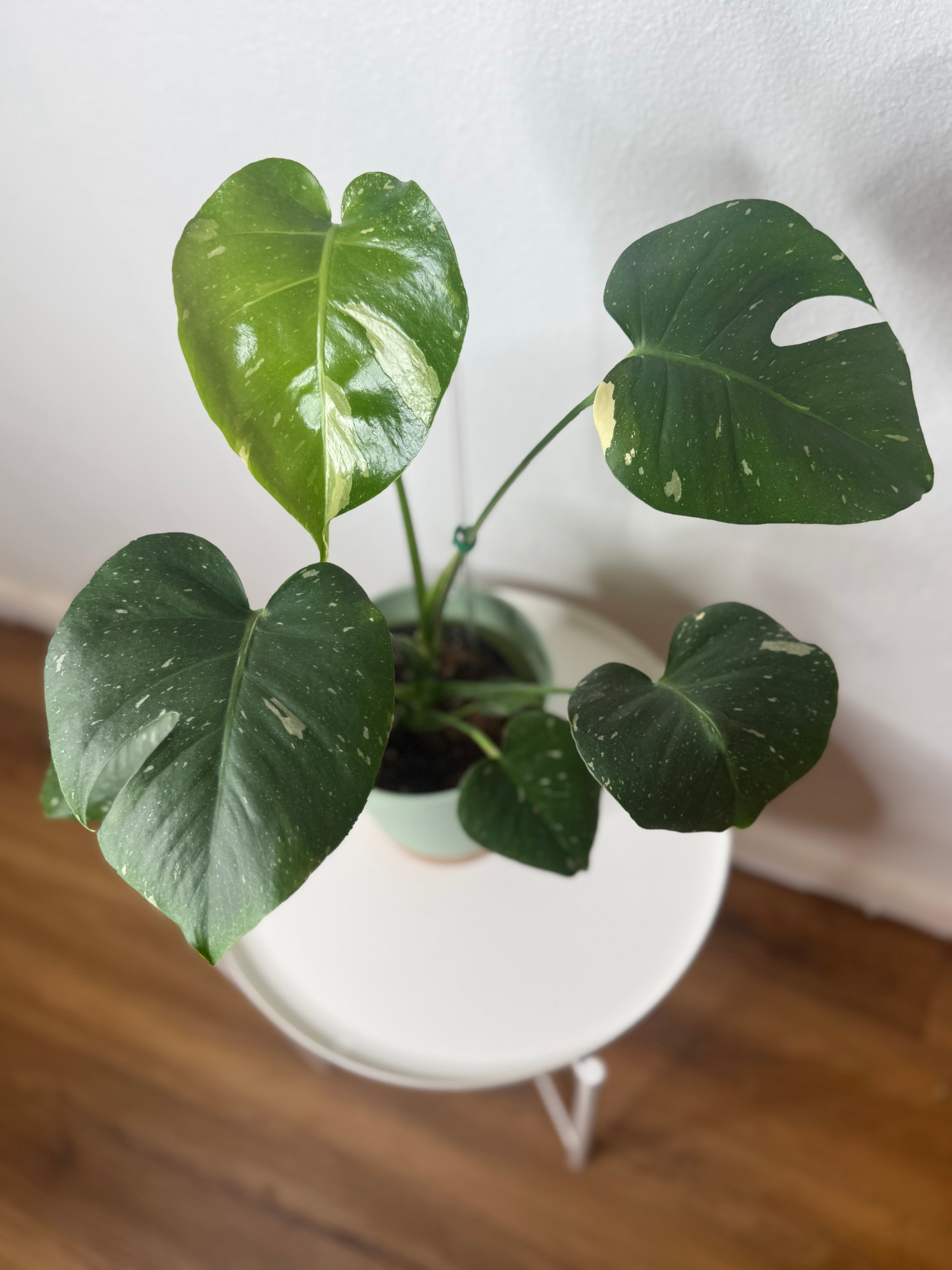 Monstera Thai Constellation