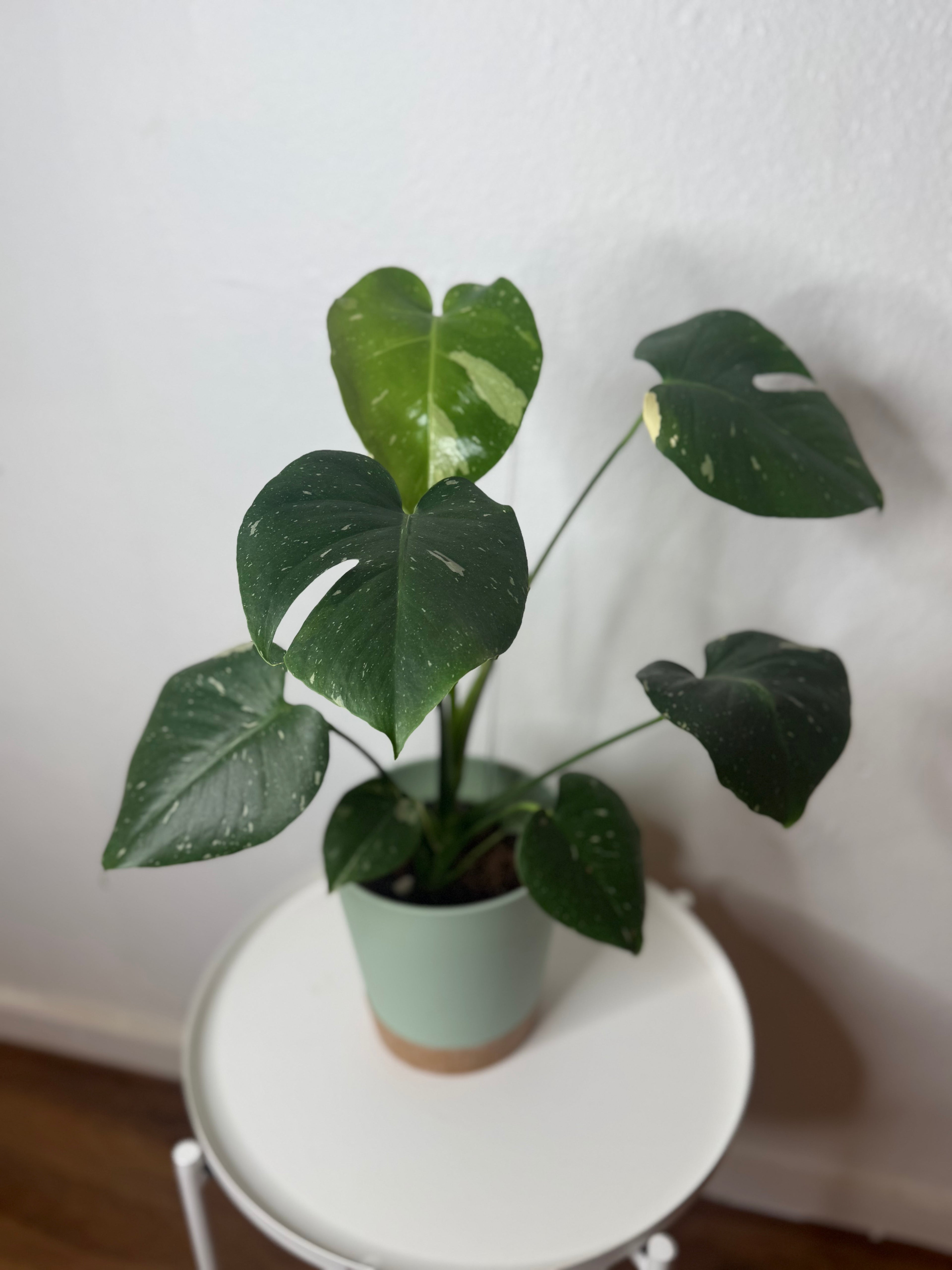 Monstera Thai Constellation