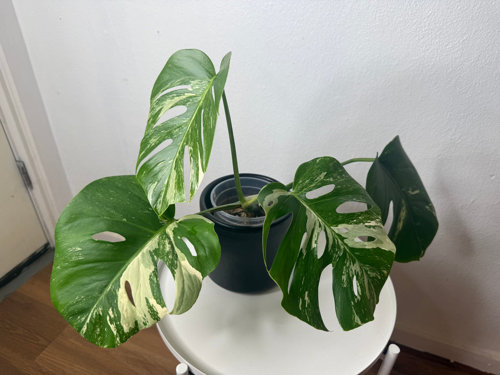 Monstera Albo High Variegated