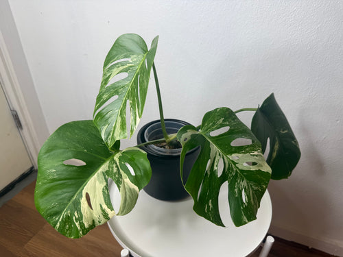Monstera Albo High Variegated