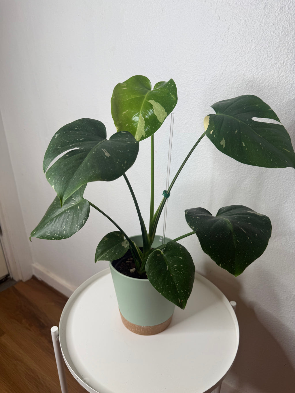 Monstera Thai Constellation