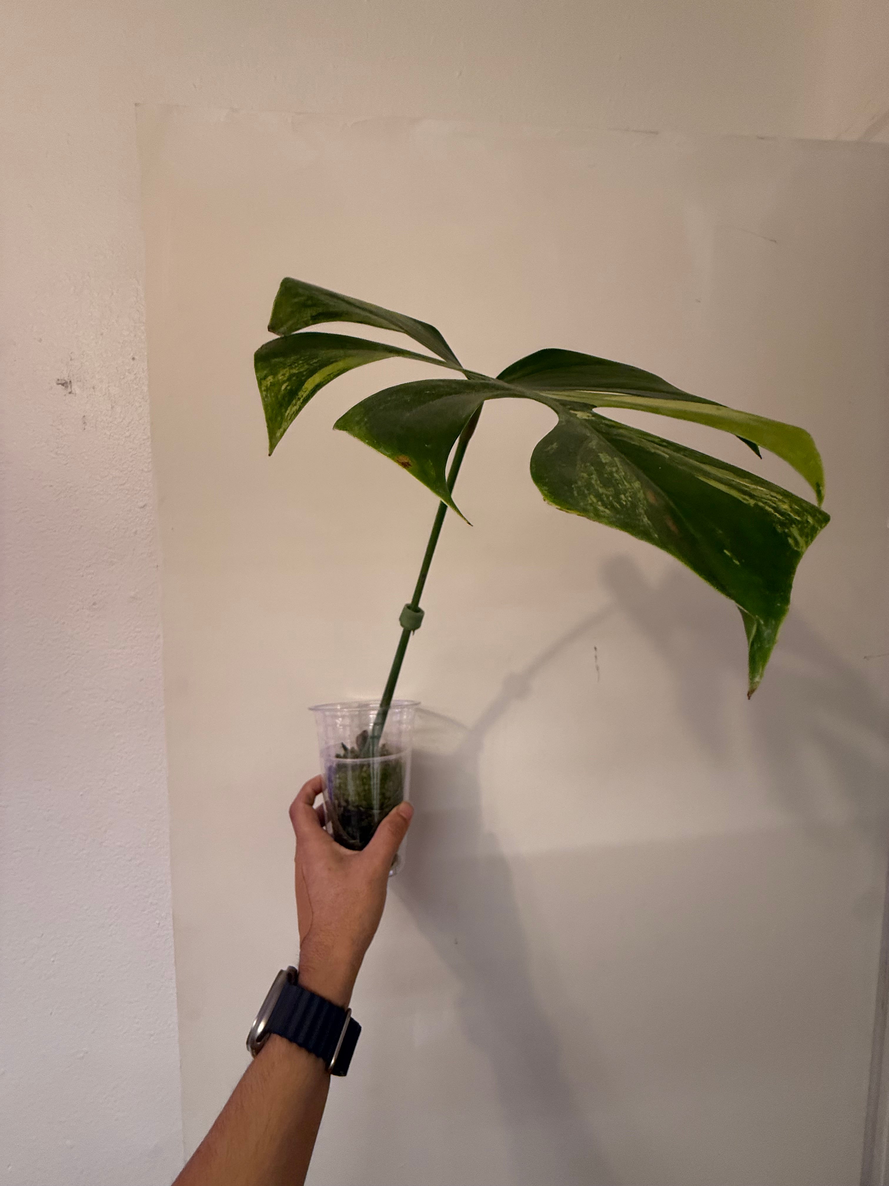 Monstera Aurea High Verigation