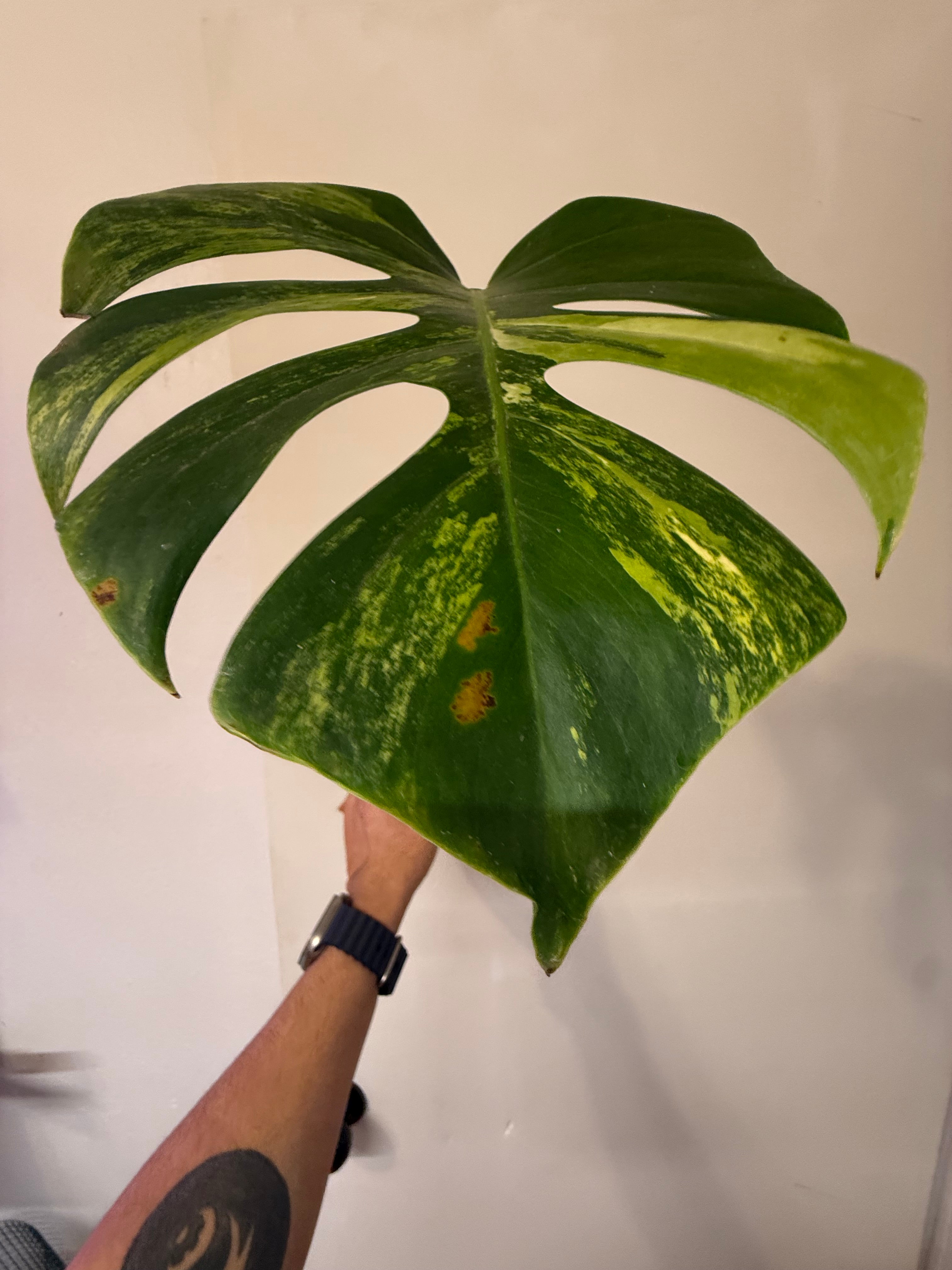 Monstera Aurea High Verigation