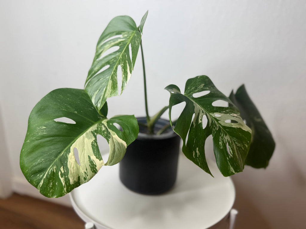 Monstera Albo High Variegated