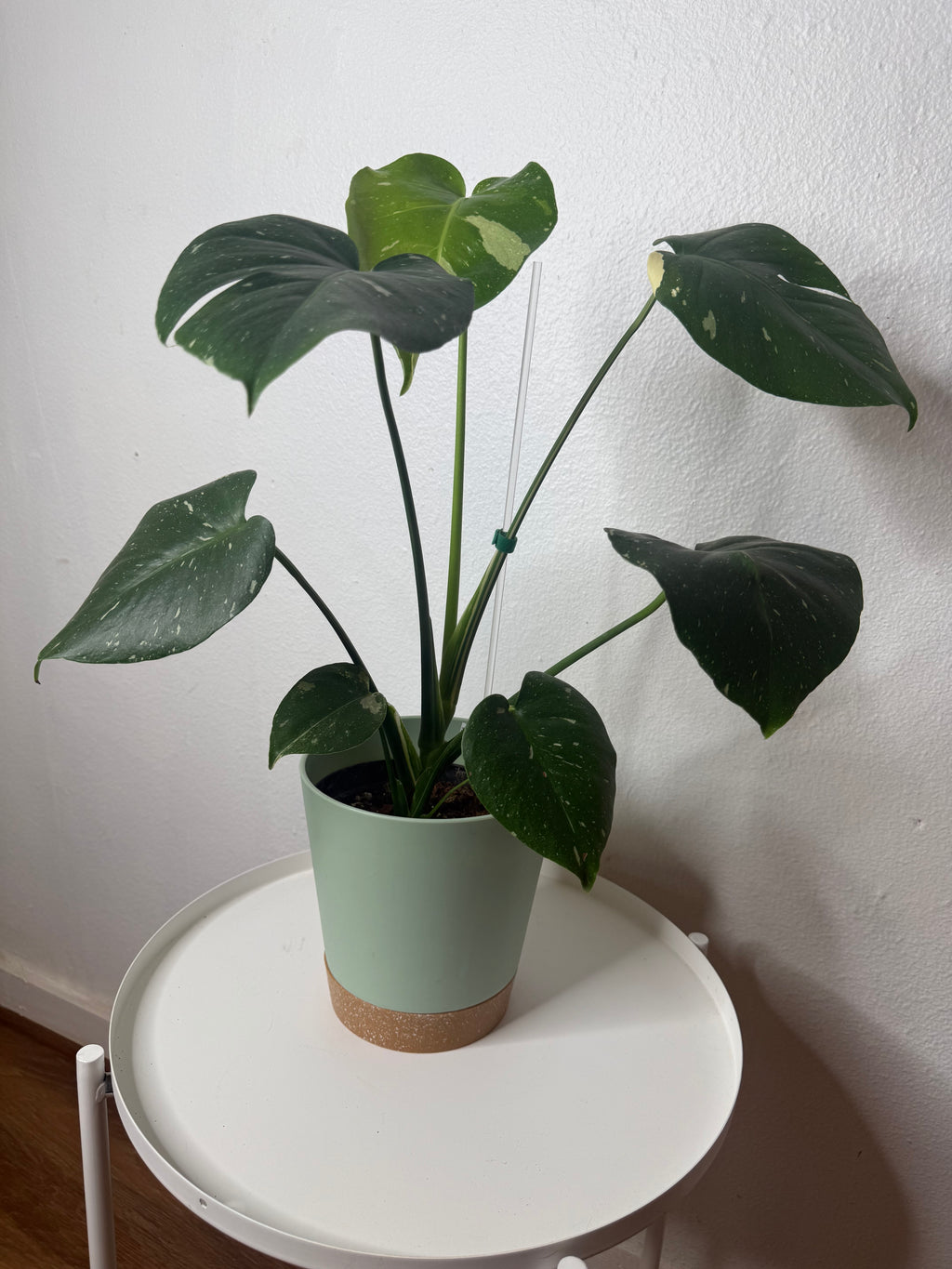 Monstera Thai Constellation