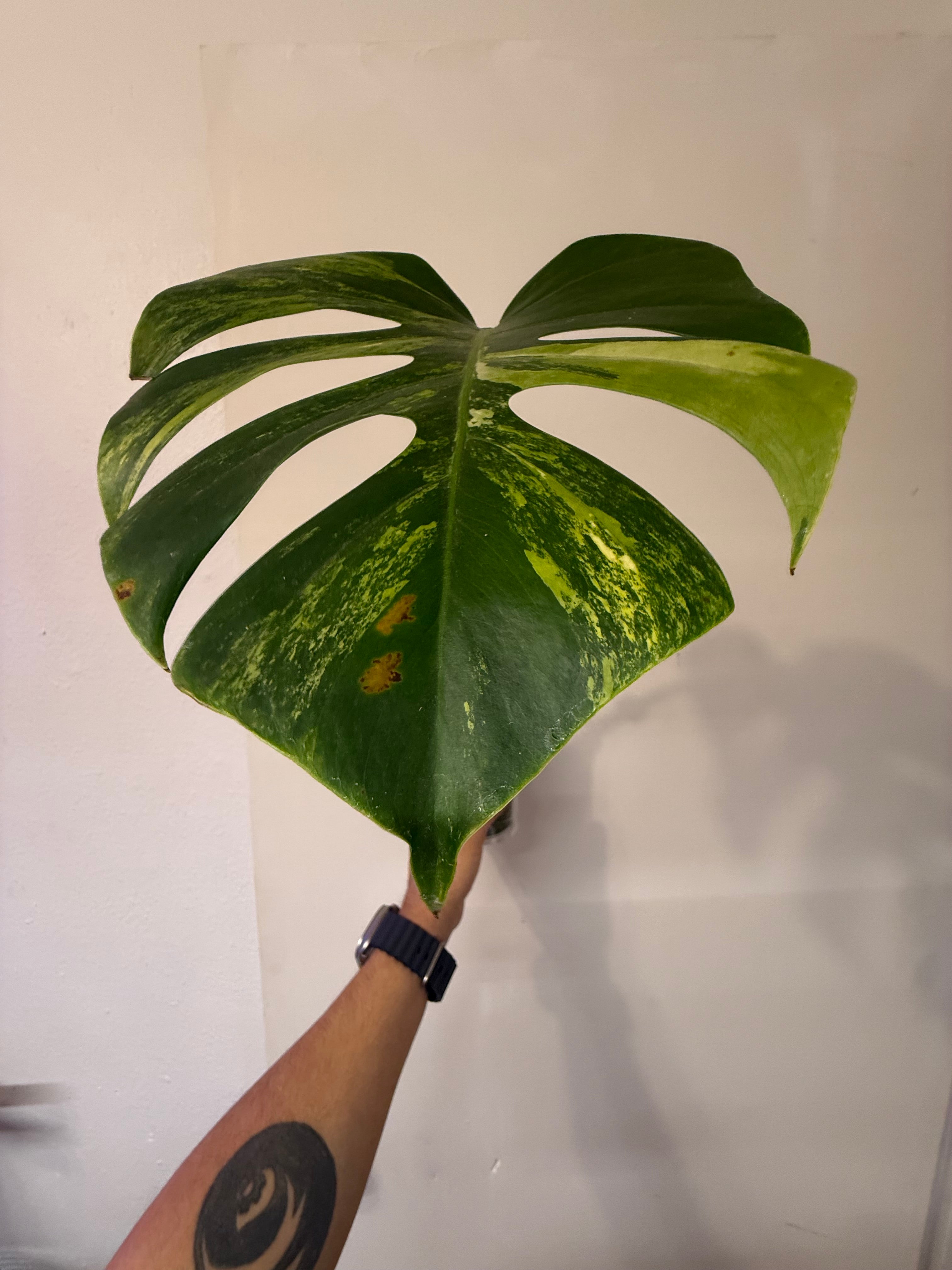 Monstera Aurea High Verigation