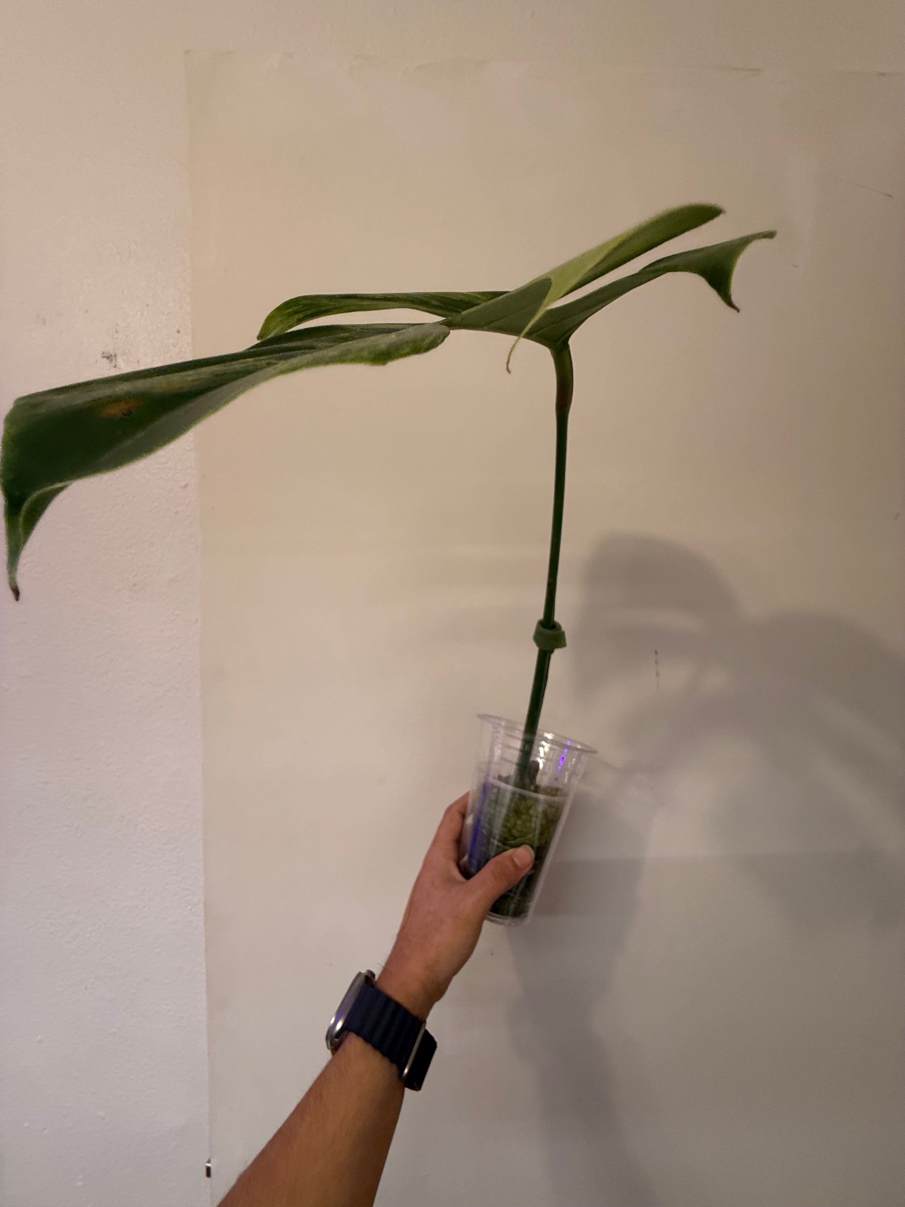 Monstera Aurea High Verigation