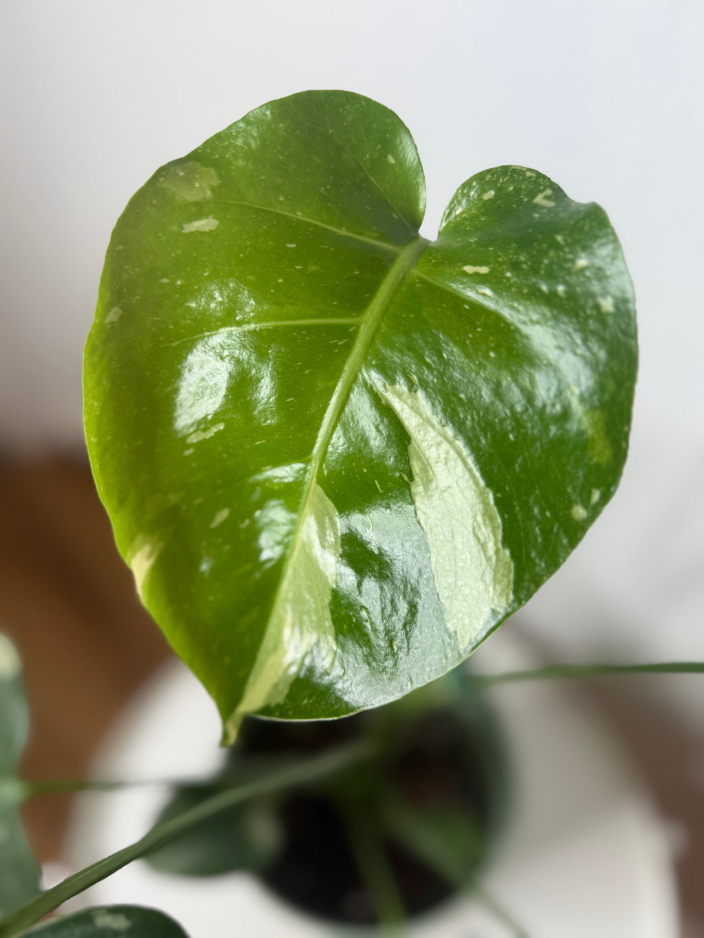 Monstera Thai Constellation