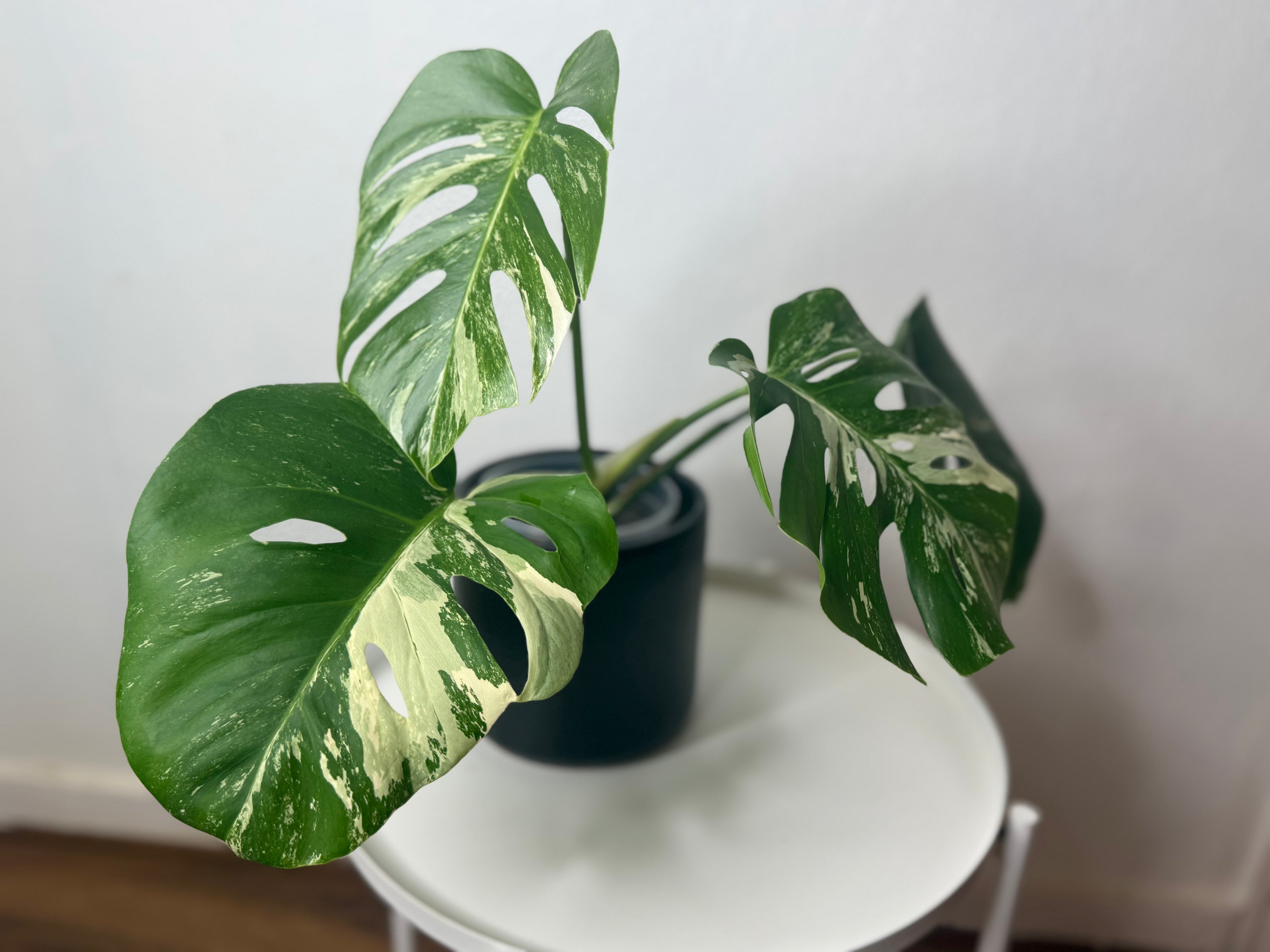 Monstera Albo High Variegated