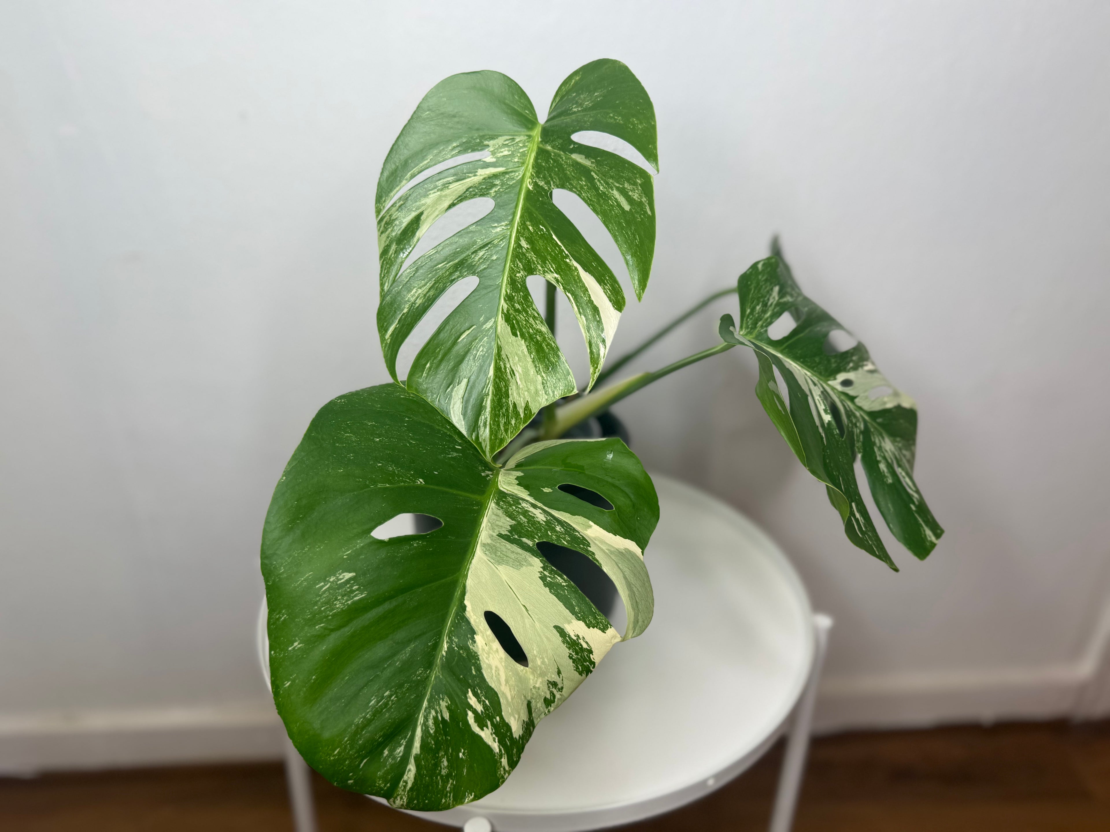 Monstera Albo High Variegated
