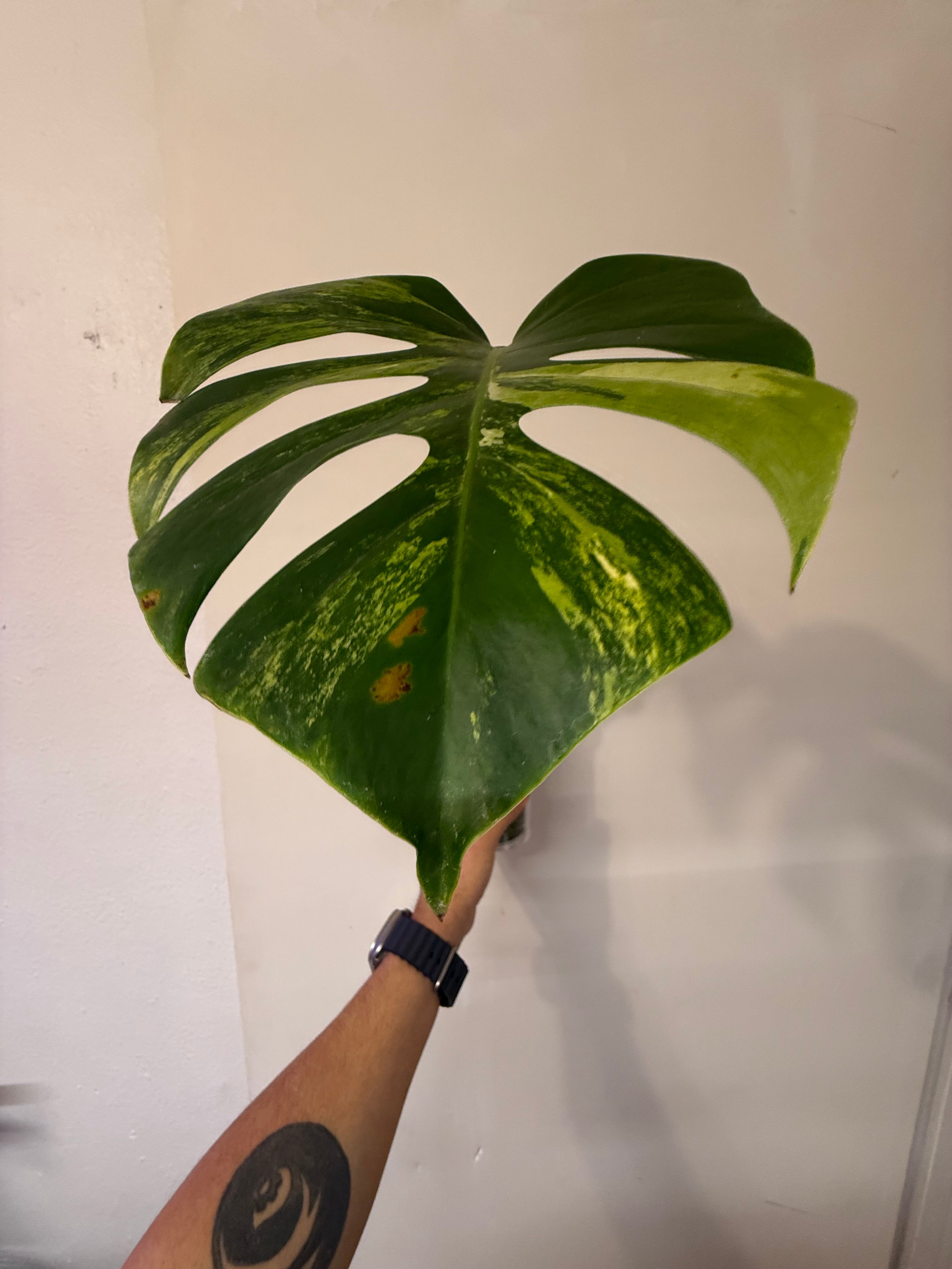 Monstera Aurea High Verigation
