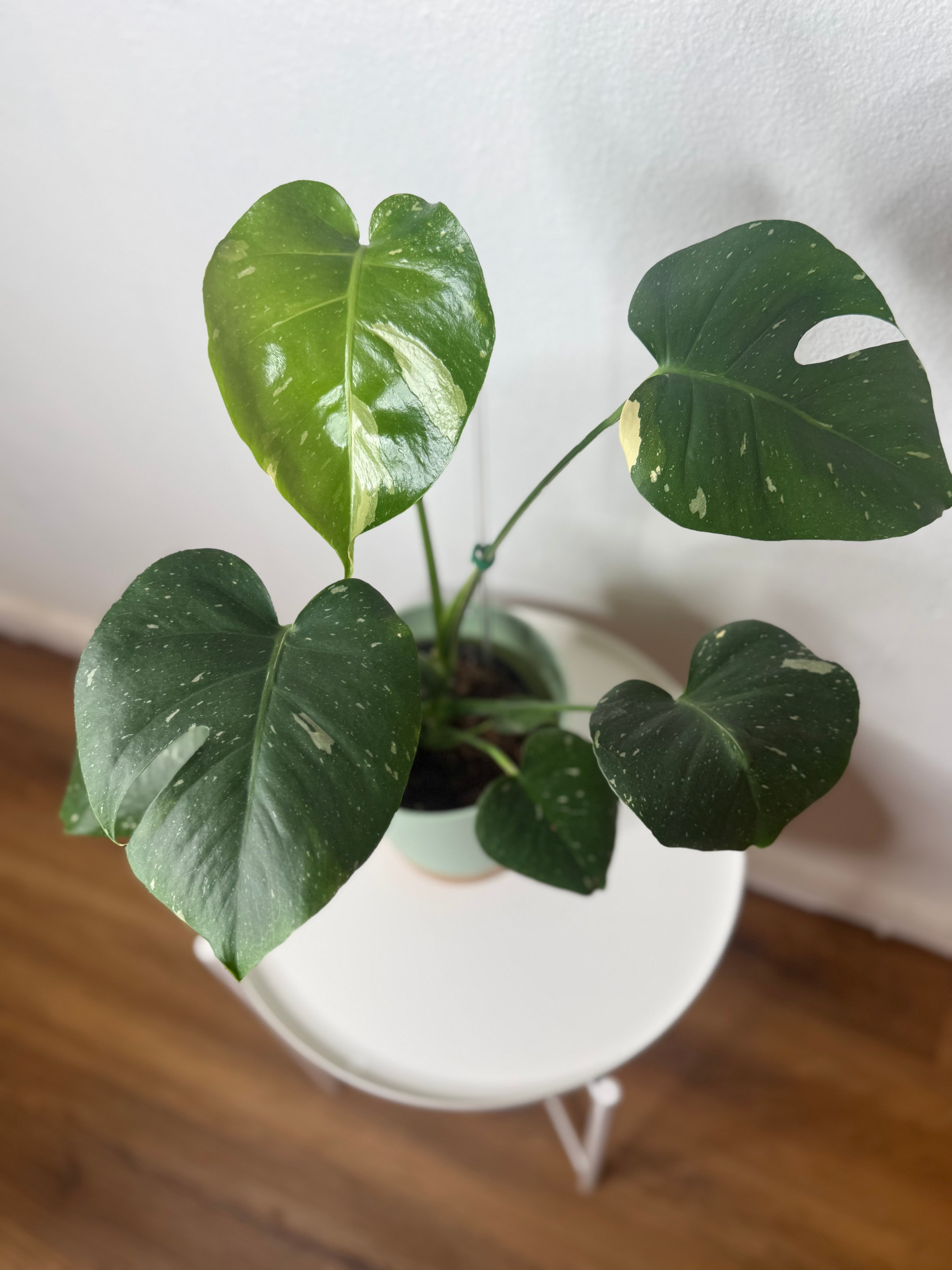 Monstera Thai Constellation