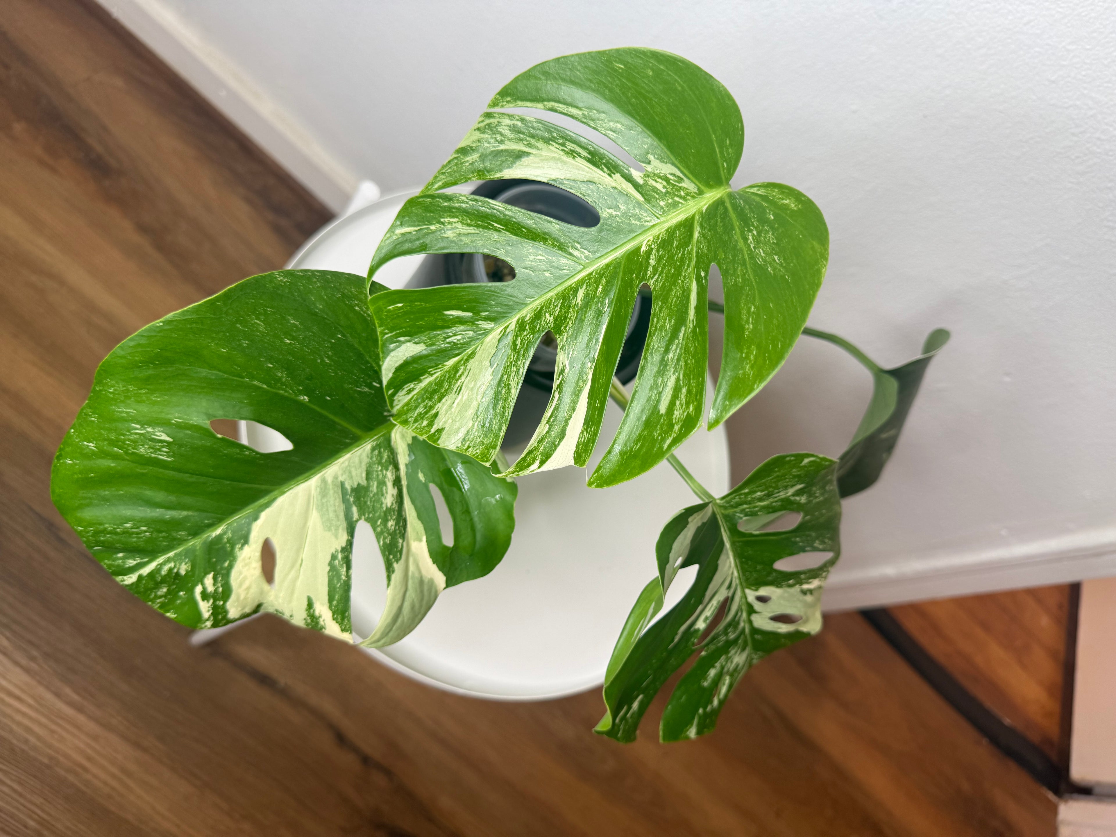 Monstera Albo High Variegated