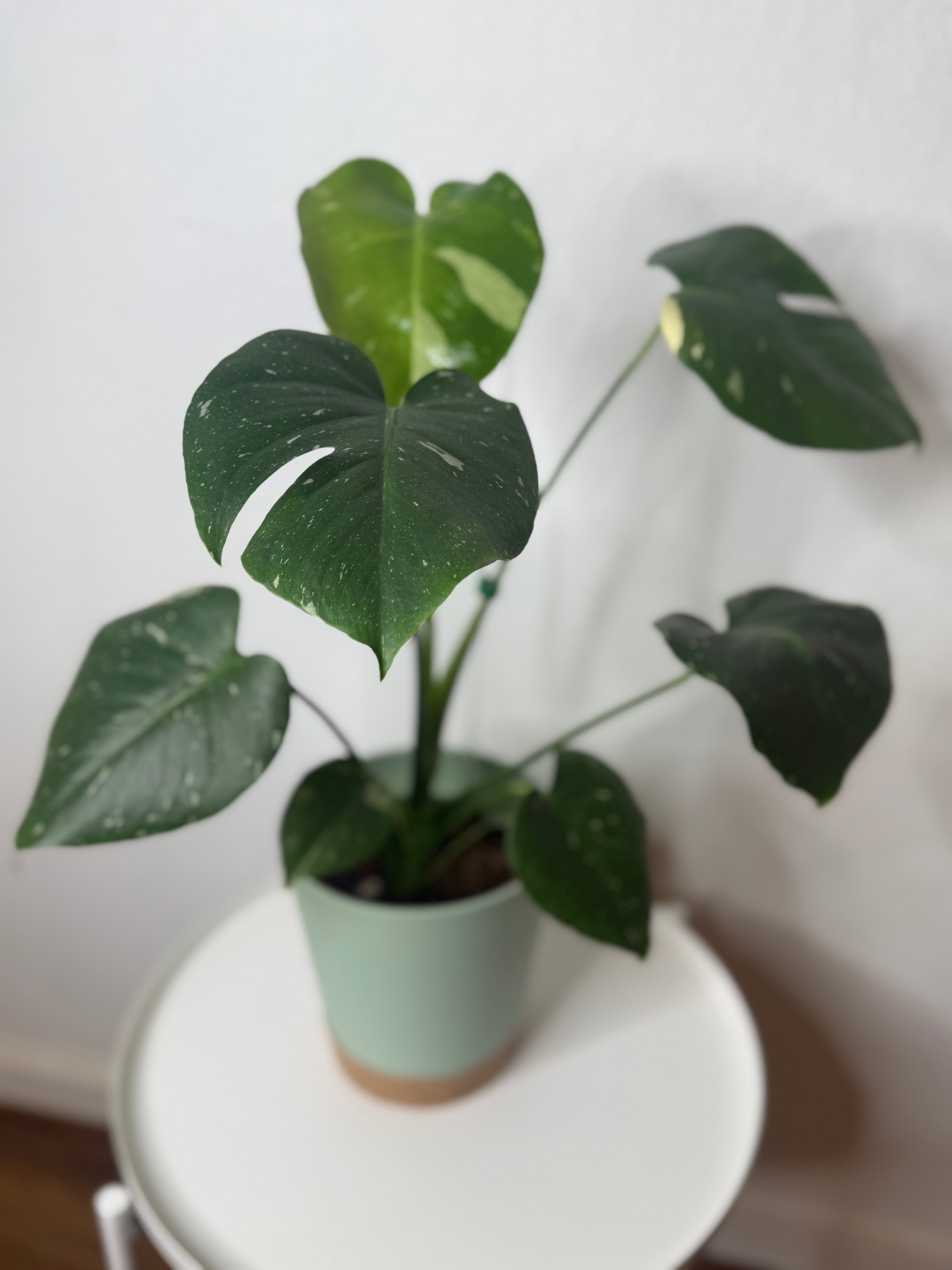 Monstera Thai Constellation