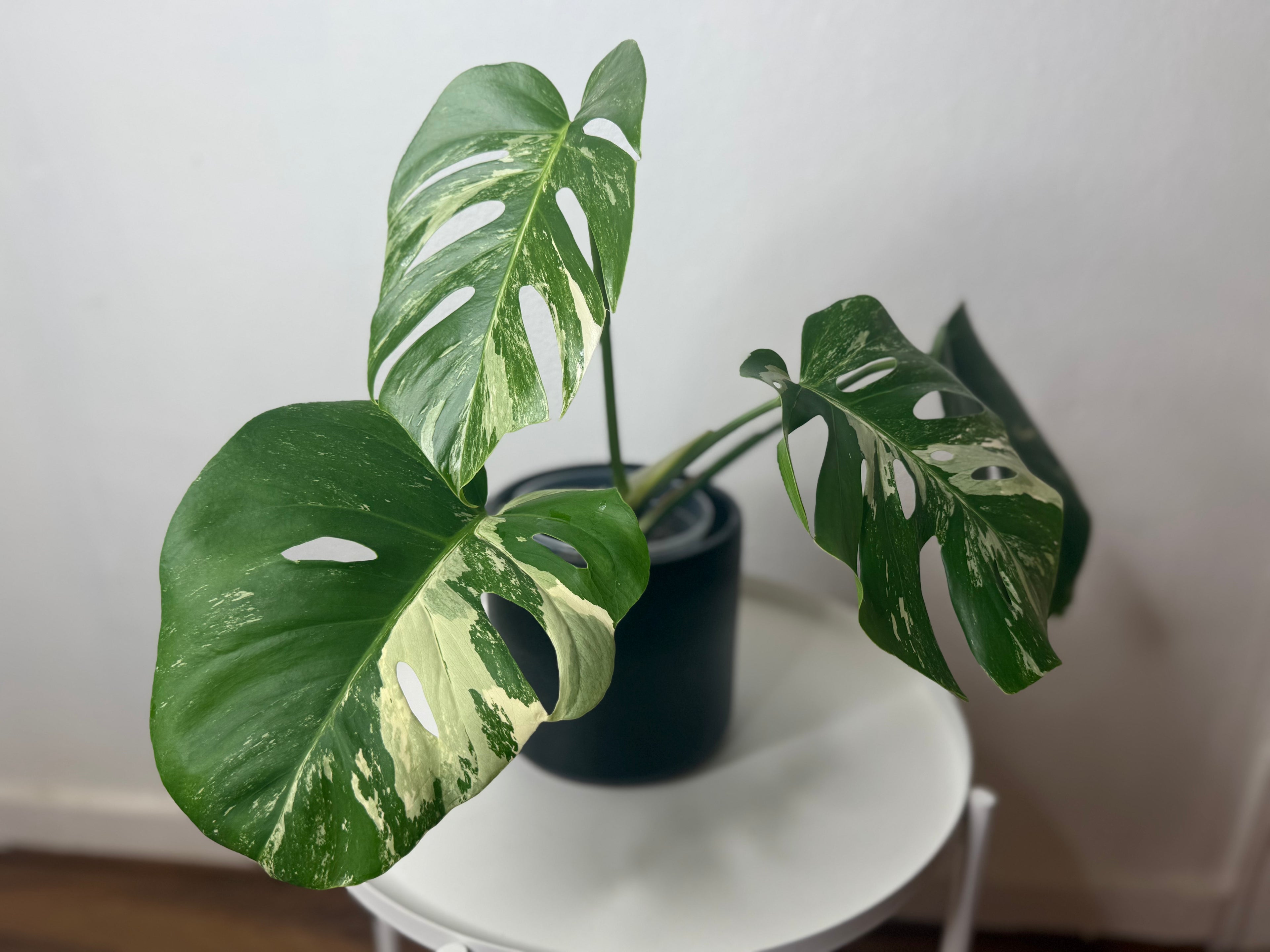 Monstera Albo High Variegated
