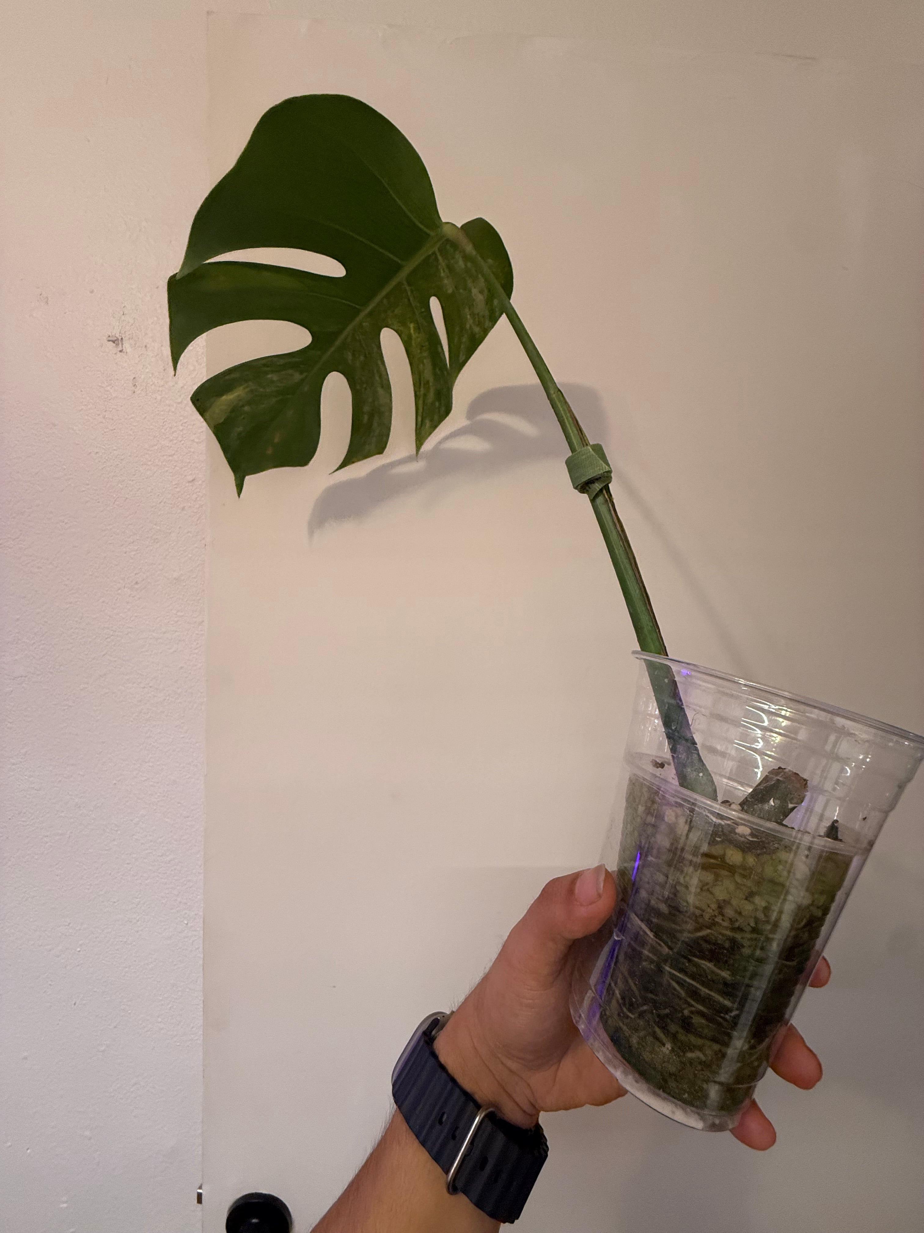 Monstera Aurea High Verigation