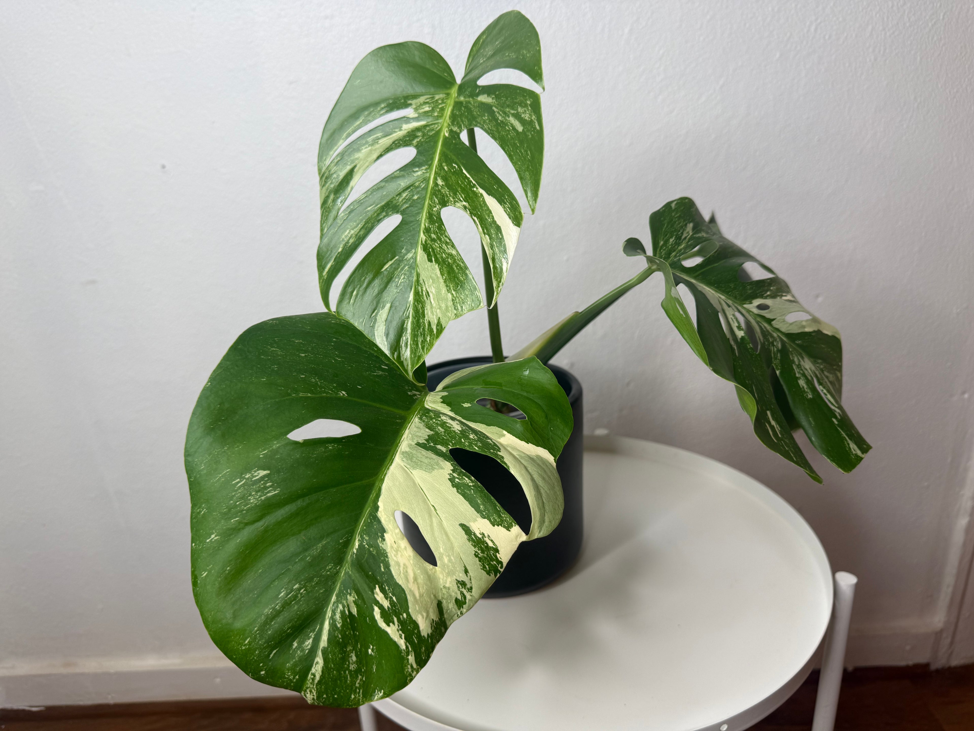 Monstera Albo High Variegated