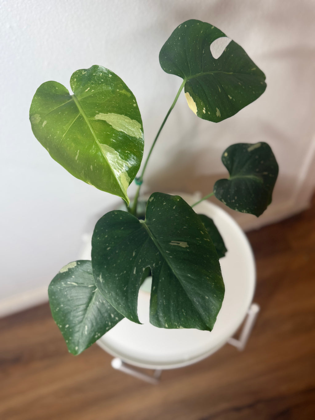 Monstera Thai Constellation