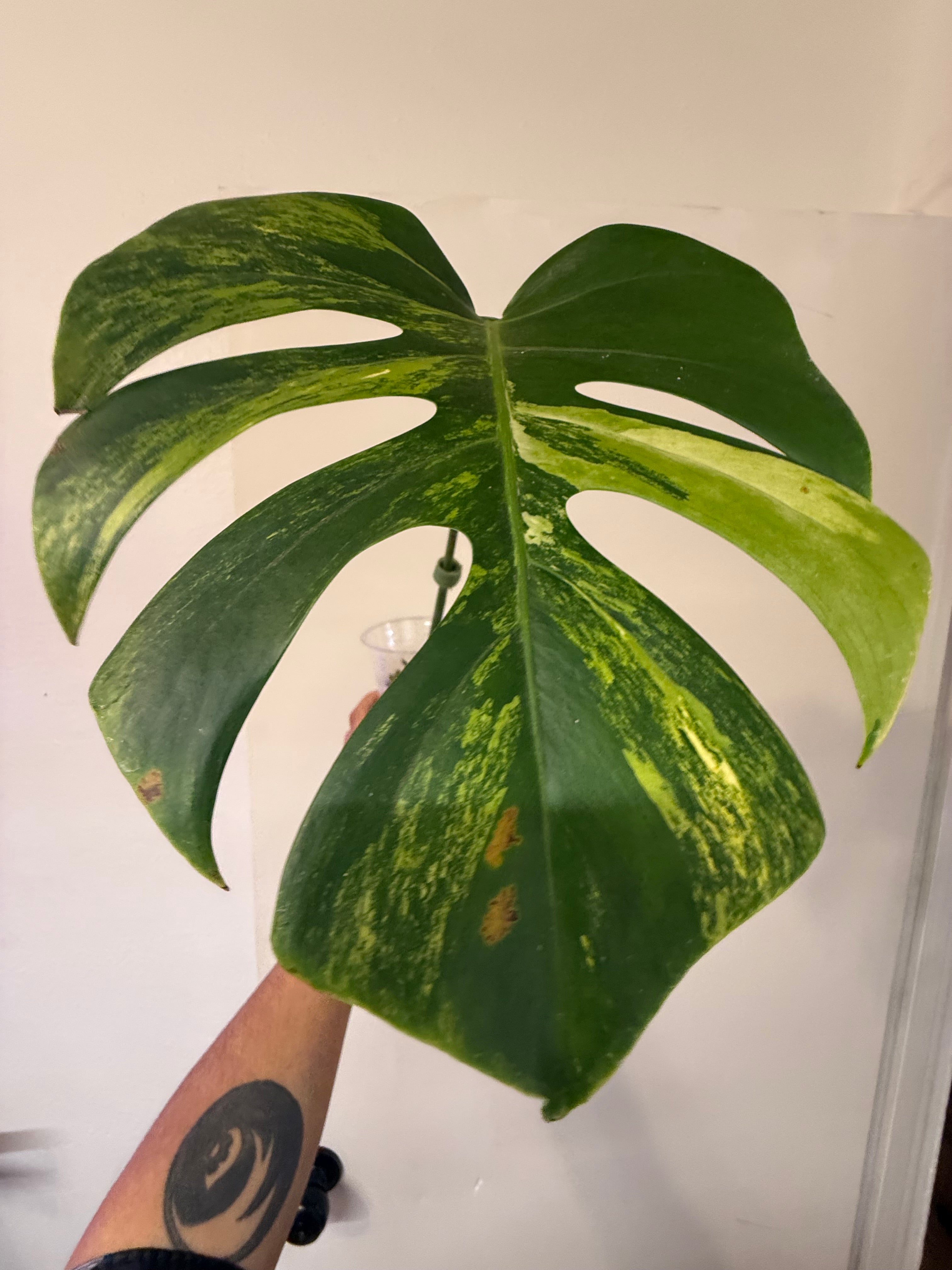 Monstera Aurea High Verigation