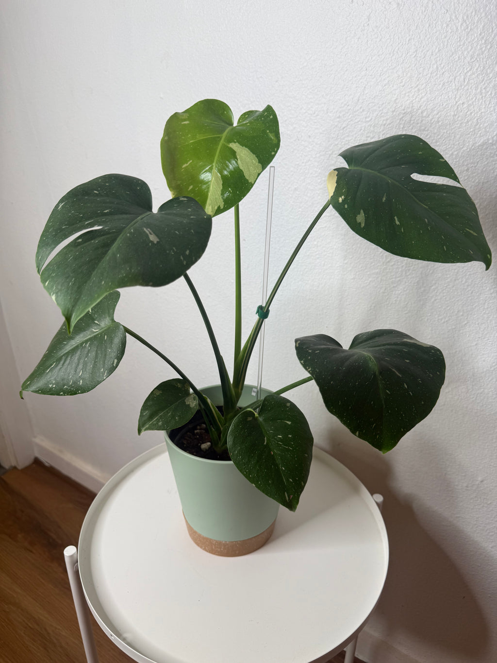 Monstera Thai Constellation