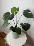 Monstera Thai Constellation